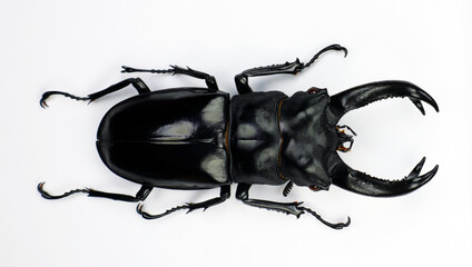Beetle isolated on white. Giant black stag beetle Hexarthrius buqueti macro. Collection beetle, lucanidae, coleoptera, insects, entomology - obrazy, fototapety, plakaty