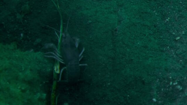 Crayfish sits at bottom of lake and wiggles its whiskers and tentacles view from above through transparent surface of water. 4k slow motion horizontal footage. The concept of wildlife.