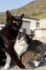 寄り添う猫たち