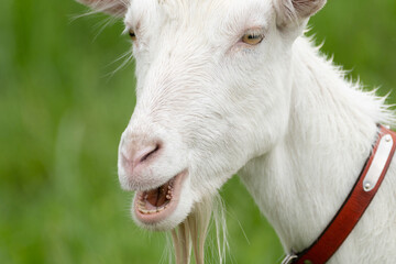 Obraz premium 可愛いヤギ