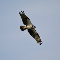 osprey in flight