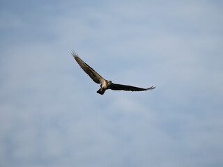 osprey in flight