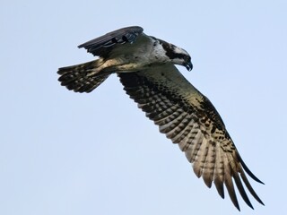 Osprey in flight