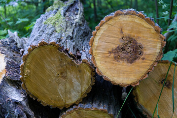 Cut down trees lying in a pile in the forest