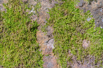 Large stone in the forest covered with moss