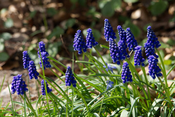 Blue common grape hyacinth in green grass