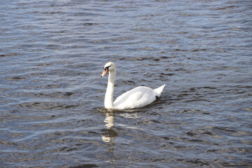 swan on the lake