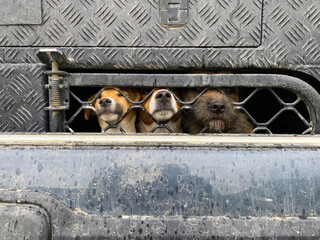 Small dogs in the back of a vehicle at Dingleburn Station high country sheep farm at the head of Lake Wanaka, South Island, Otago Region, New Zealand. Jack Russell Terrier and Border Terrier 