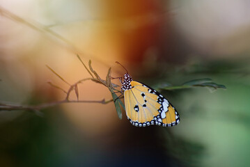 Beautiful butterfly