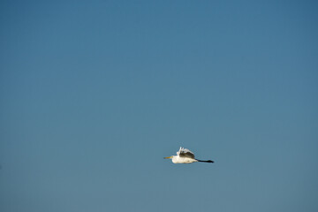 A flying heron. Estuary of the Loire river, France. 
