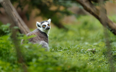 Fototapeta premium Ring tailed lemur