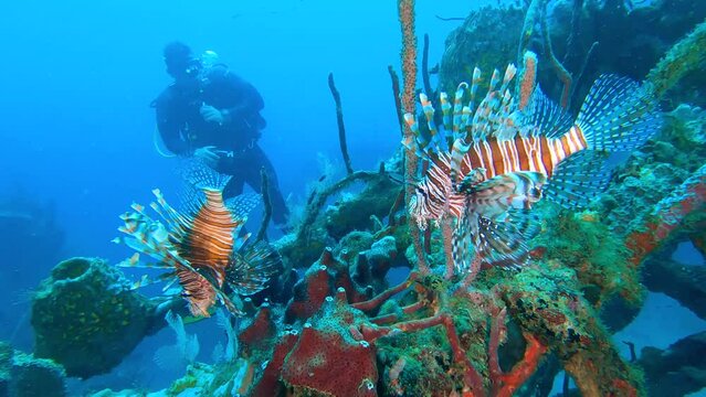 Cartagena - Diving - Admiring two beautiful lion fishes with a diver in background