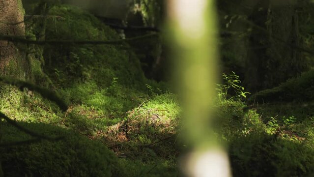 An enchanting view of the moss-covered sunlit forest floor. Slow-motion,  pan right.