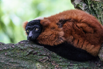 Fototapeta premium Red ruffed lemur