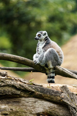 Fototapeta premium Ring tailed lemur