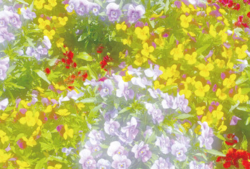 Fototapeta na wymiar ビオラの花のポストカード背景素材