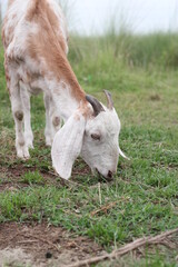 Obraz premium Goat eating grass on a meadow, goat grazing on a grassland