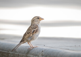 sparrow on the beach