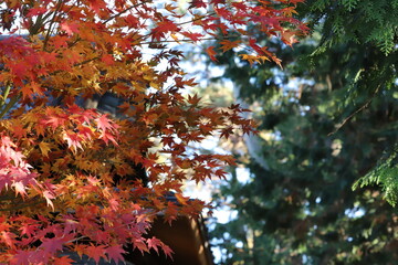 秋の日本の公園の赤いモミジと緑のアスナロの葉が茂る風景