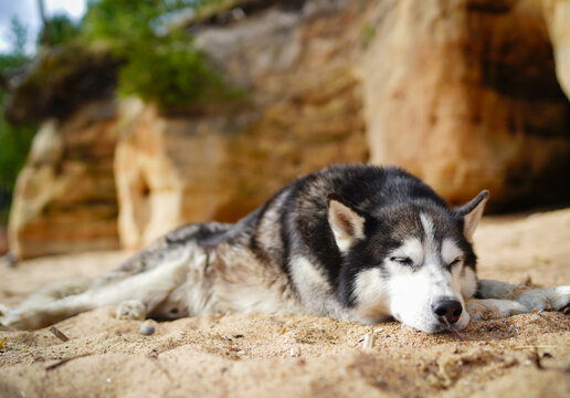 Sleeping siberian husky dog 