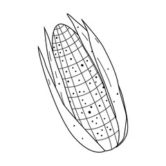 Flat vector linear illustration of corn in doodle style on a white background.