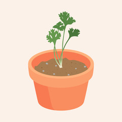 coriander Growing up in flowerpot vector illustration