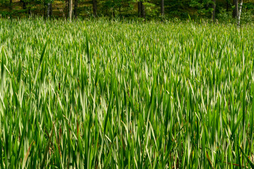 Typha, Bulrush or Reedmace