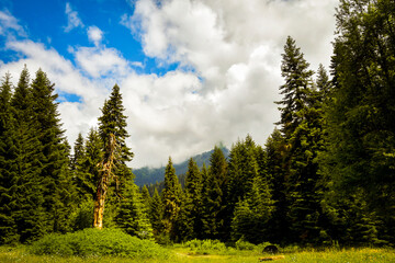Fototapeta na wymiar Beautiful static timelapse fir tree forest with dynamic clouds motion in Racha region in Georgia