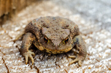 The common toad, European toad, or in Anglophone parts of Europe, simply the toad (Bufo bufo, from Latin bufo 