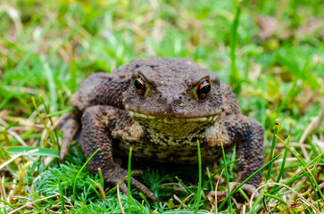 The common toad, European toad, or in Anglophone parts of Europe, simply the toad (Bufo bufo, from Latin bufo 