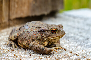 The common toad, European toad, or in Anglophone parts of Europe, simply the toad (Bufo bufo, from Latin bufo 