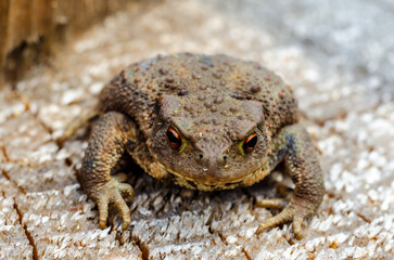 The common toad, European toad, or in Anglophone parts of Europe, simply the toad (Bufo bufo, from Latin bufo 