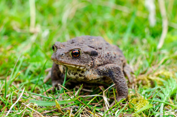 The common toad, European toad, or in Anglophone parts of Europe, simply the toad (Bufo bufo, from Latin bufo 