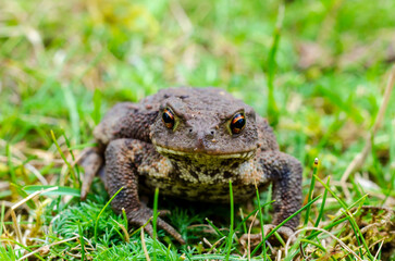 Naklejka na ściany i meble The common toad, European toad, or in Anglophone parts of Europe, simply the toad (Bufo bufo, from Latin bufo 