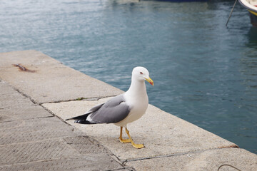 A seagull in Camogli, Ligurian Riviera, Italy