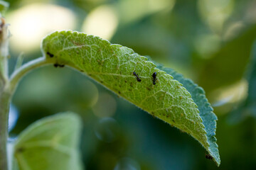 Aphids on young leaves of an apple tree. Aphids on an apple tree. Pests on apple trees. 