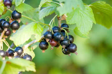 Blackberry. Black currant berries. Ripening of blackcurrant fruits.