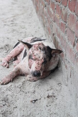 Fototapeta premium Dog leprosy skin disease, dog skin infection, dermatitis disease closeup shot