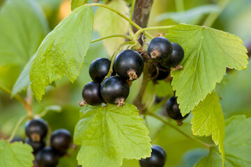 Blackberry. Black currant berries. Ripening of blackcurrant fruits.
