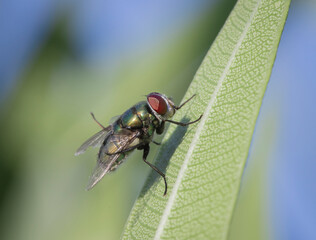 fly on leaf