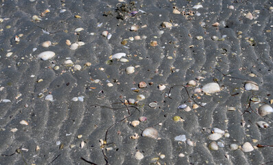 Wet grey sand groove formations and many seashells at the shore of Koronisia, Preveza, Greece.