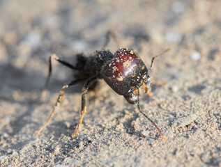 mosquito on a red background