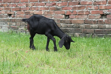 A black goat eating grass, goat grazing on a green meadow