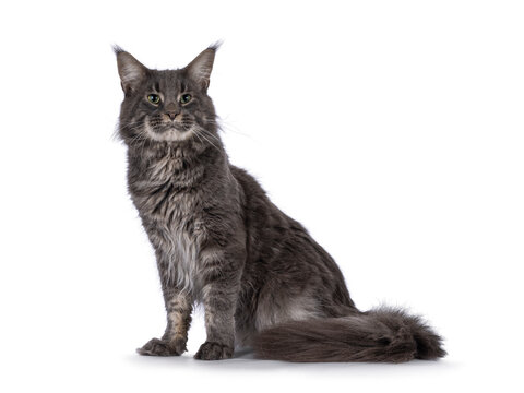 Majestic blue male Maine Coon cat, sitting up side ways. Looking side ways away from camera. Isolated on a white background.