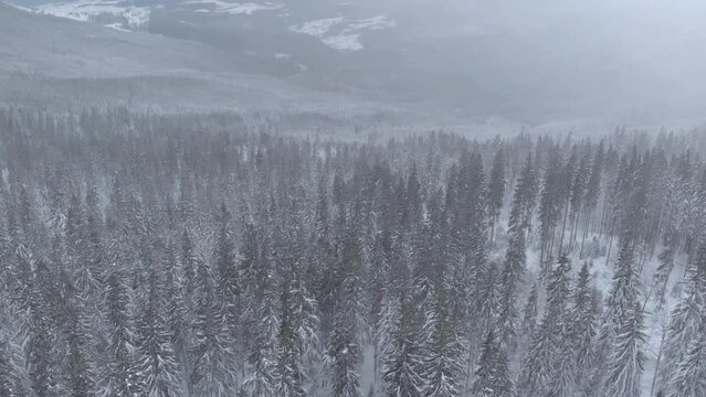 Ukraine. Scenic Landscape of Winter Carpathian mountains, Forest and Mountain Valleys, Snow storm, Winter mountains Aerial Drone View 4k 