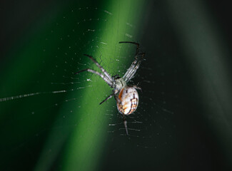 spider on a web