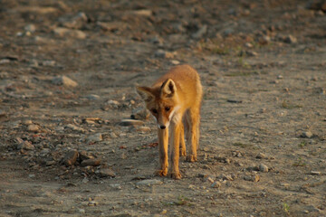A fox cub walks on the mountain