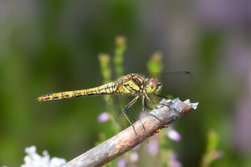 Vagrant darter