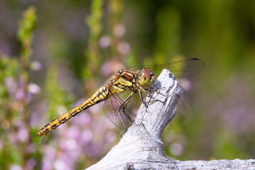 Vagrant darter
