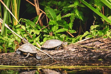 Turtles lay on tree branch in Kolkheti national park. Famous sightseeing destination in Georgia
